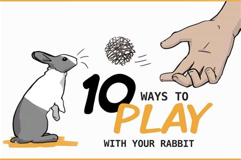 bunny play.